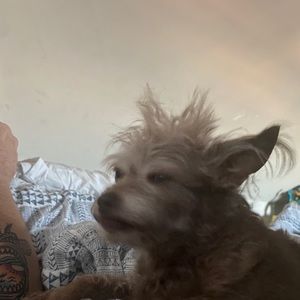 Meet your Posher, Grayson